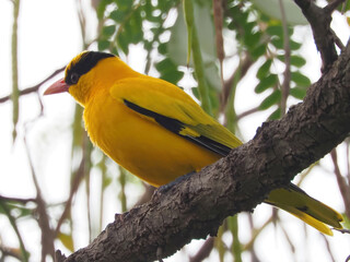 Black-naped Oriole