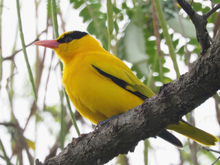 Black-naped Oriole