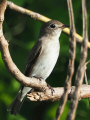 Asian Brown Flycatcher