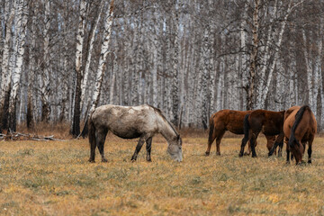 A herd of horses grazes on a large field. Autumn grazing of horses against the background of birch forest