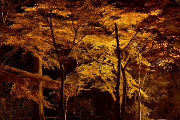 紅葉ライトアップ