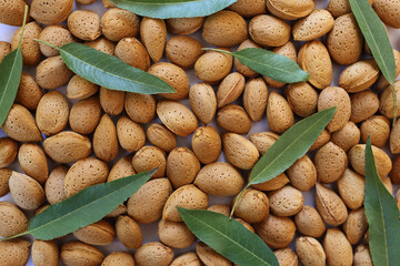 Top down view of almonds in a shell with chaotic pattern of leaves on them.