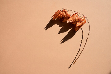 The dry stem casts a shadow against the beige background. Top view, place for text.