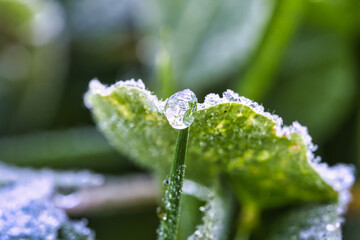 Iced dew drops on plant leaves and grass