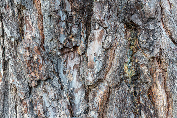 Close-up of a textured bark of a conifer tree showing its roughness and abstract shapes on it.