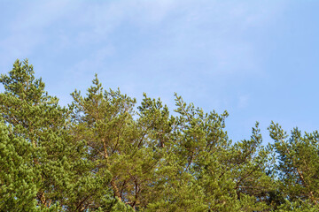 Row of pine trees with blue sky in a sunny day 