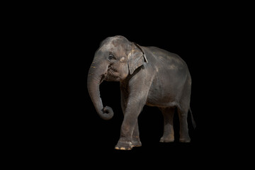 Fototapeta na wymiar Asian Elephant on a Black Background. Filmed Phuket Island