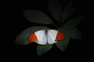 Butterflies of Southeast Asia. Filmed in Phuket