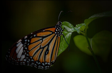 Fototapeta na wymiar Butterflies of Southeast Asia. Filmed in Phuket
