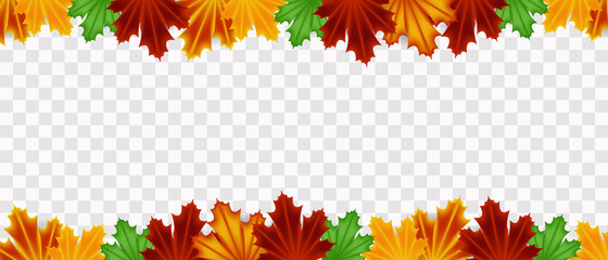 Realistic maple leaves, autumn leaves on a transparent background, realistic vector illustration.