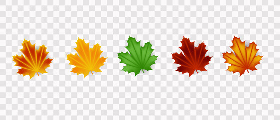 Obraz premium Realistic maple leaves, autumn leaves on a transparent background, realistic vector illustration.