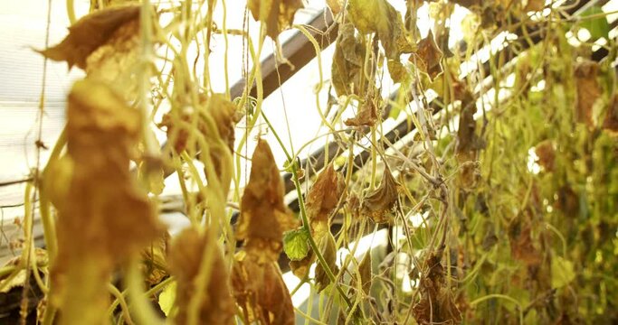  dead harvest, closed greenhouse and dried leaves of tomatoes, the decline of agriculture. 