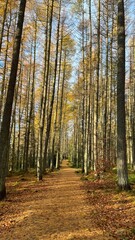 autumn in the forest