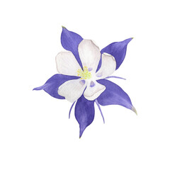 Watercolor flower is Aquilegia. Hand-drawn botanical illustration.