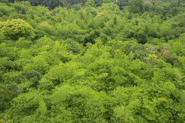 The picture from the top view of leaf green bamboo is the background from  nature, seamless leaf bamboo pattern.