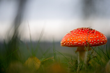 Fliegenpilz