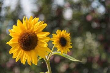 sunflower against blurred background