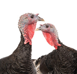 two turkeys isolated on white background