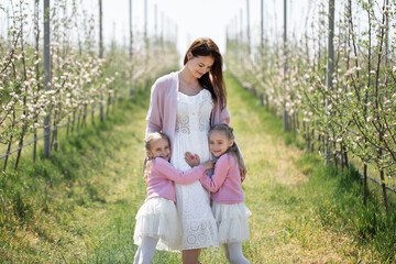 Naklejka na ściany i meble Portrait of a mother and her twin daughters in a blooming Apple orchard