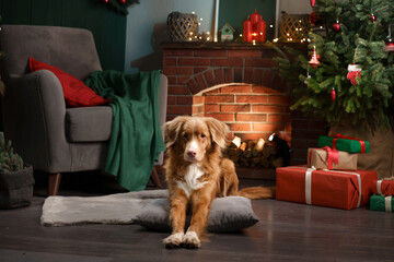 Dog by the Christmas tree and fireplace. New Year's mood. Nova Scotia tolling Retriever in holiday scenery, at home