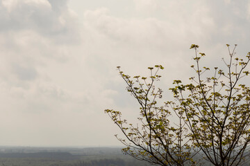Blur and motion of branches with a white cloud background and misty white morning mountains.