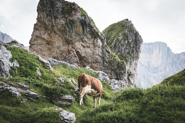 Naklejka na ściany i meble Cow eating grass in italian Dolomites. Seceda Mountains. South Tyrol