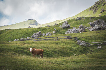 Fototapeta na wymiar Cow eating grass in Dolomites Alps. Trentino Alto Adige, Dolomites Alps, South Tyrol, Italy. 