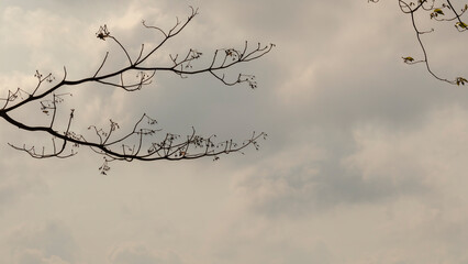 Blur and motion of branches with a white cloud background and misty white morning mountains.