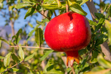 A single red pomegranate fruit hanging on a tree. Sunny day and sun shining on object. Healthy and fresh food background with copy space.