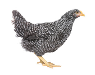 Beautiful chicken on white background. Domestic animal