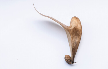 A blur of brown dry field tread on a white background. There is a round brown seed, creative nature in Dipterocarpus alatus