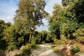 path in the park , image taken in Follonica, grosseto, tuscany, italy , larderello desert