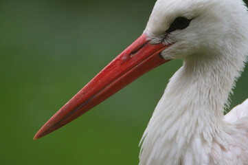 White stork ciconia ciconia. Warsaw ZOO