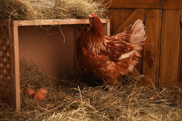Beautiful chicken near nesting box with eggs in henhouse © New Africa