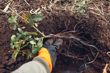 Gardener planting rose bush into soil outdoors. Autumn garden work. Putting roots in hole - obrazy, fototapety, plakaty