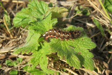 Acronicta caterpillar on green leafs in the garden