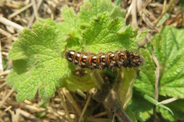 Acronicta caterpillar on a green leafs in the garden, closeup