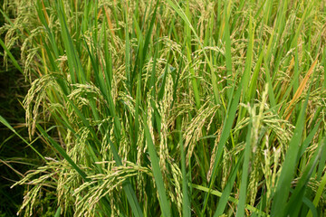 Fototapeta na wymiar Rice waiting to be harvested in northern Thailand