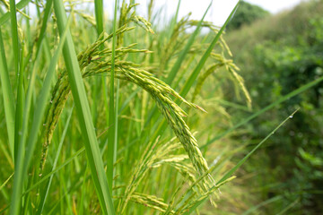 rice in the rice fields waiting to be harvested