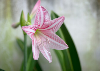 Fototapeta premium Beautiful pink Hippeastrum or Amaryllis flower. Science name is Hippeastrum johnsonii Bury.