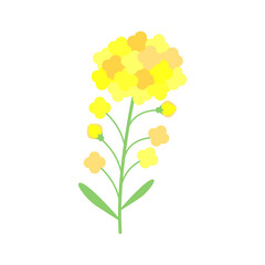 シンプルでフラットな菜の花のイラスト