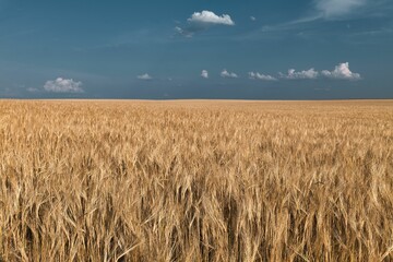Ripe barley field