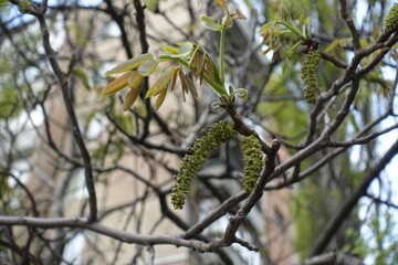 Closeup of young leaves and catkins of walnut in April