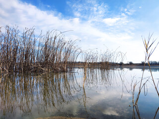 Dry stems of reeds reflected in calm water