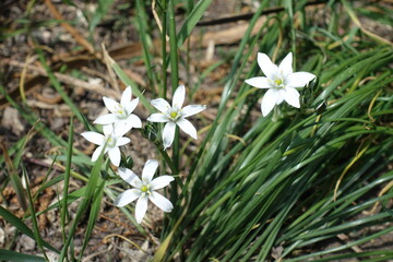 5 white star shaped flowers of Ornithogalum umbellatum in April - obrazy, fototapety, plakaty