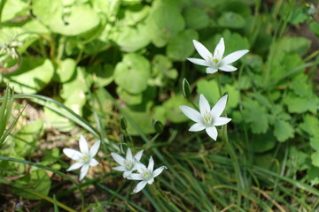Closeup of white flowers of Ornithogalum umbellatum in April - obrazy, fototapety, plakaty