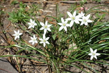 White star shaped flowers of Ornithogalum umbellatum in April