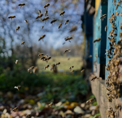 Bees in apiary