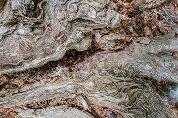 Close up of old curved trunk tree. Texture of tree stump