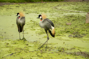 Obraz premium Bird with a red, black and white head Stand on the mossy green ground near the river in the rain. waiting for food in forest.